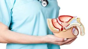 Wazektomię tłumaczymy pacjentom na modelach anatomicznych wazektomia warszawa
